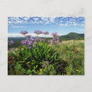 Suche nach agapanthus poster Farbe