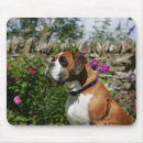 Recherche de chien boxeur tapis souris Photographe canin