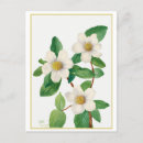 Suche nach botanical postkarten Weiß