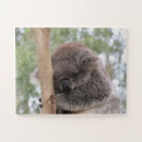 Suche nach niedlicher koala puzzle Natur