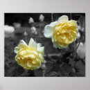 Suche nach farbiges ros poster Blumenreich