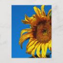 Suche nach gelbe sonnenblumen postkarten Fotografie