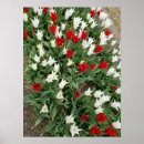 Suche nach tulpen poster Modern