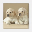 Suche nach labrador welpe magnete Portrait