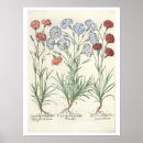 Suche nach gartennelken poster 17