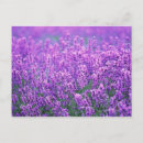 Suche nach lavendel postkarten Im freien