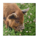 Suche nach niedliches schwein fliesen Haustiere