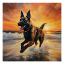 Suche nach malinois poster Hundegeschenke