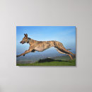 Recherche de de whippet art Canin