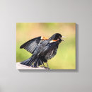 Suche nach singvögel leinwandbilder Tierwelt