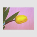 Suche nach gelbe tulpen seidenpapier Rosa