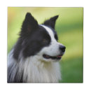 Suche nach border collie fliesen Weiß