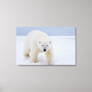 Suche nach eisbären leinwandbilder Schnee