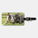 Recherche de border collie merle Animal familier