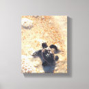 Suche nach meeresschildkröten poster leinwandbilder Sand