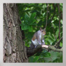 Suche nach eichhörnchen foto poster Baum