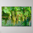Suche nach grape poster Vineyard