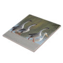 Recherche de oies carreaux Sauvagine