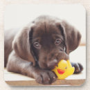 Recherche de chocolat labrador dessous de verres Chiot