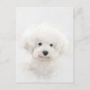 Recherche de chien frise bichon cartes postales Animal de compagnie