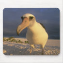 Suche nach kevin mousepads Vogel