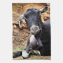 Recherche de chèvres cuisine linges Drôle