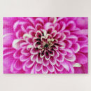 Suche nach chrysantheme puzzle Rosa