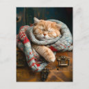 Recherche de confort cartes postales Chat