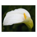 Suche nach und blume fotodruck Blumenreich