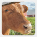Suche nach kalb aufkleber Kuh