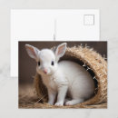 Suche nach babytiere postkarten Kleintiere