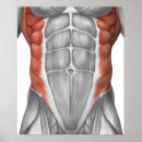Suche nach muskulöser poster Biomedizinische illustrationen