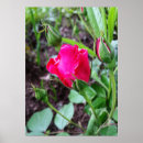 Suche nach blühende rose poster Rot