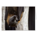 Recherche de guano Batte
