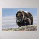 Suche nach arctic poster Alaska