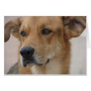 Suche nach kot postkarten Köter