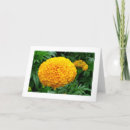 Suche nach chrysanthemen karten Pflanze