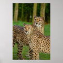 Suche nach duo poster Wild