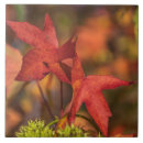 Suche nach herbst blätter fliesen Dekorativ
