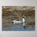 Recherche de canards sauvages posters Oiseaux aquatiques