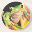 Suche nach grüne augen untersetzer Frosch