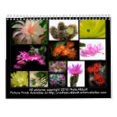 Suche nach kaktus kalender Blume
