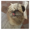 Suche nach shih tzu fliesen Haustiere