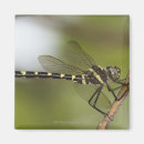 Recherche de mouche magnets Nature
