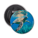 Recherche de tortue ouvre bouteilles Tortue de mer