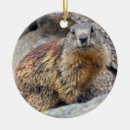 Suche nach murmeltiere ornamente Eichhörnchen