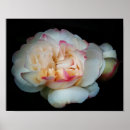 Suche nach bunte rosen poster Blumen