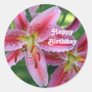Recherche de stargazer lily autocollants Rose