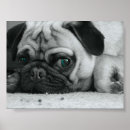 Recherche de carlin noir posters Photographie