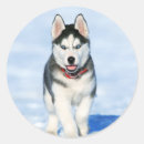 Suche nach husky aufkleber Alaska